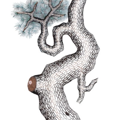 lee_gil_rae_范昌乾_artwork_for_sale_old_pine_trees_iv